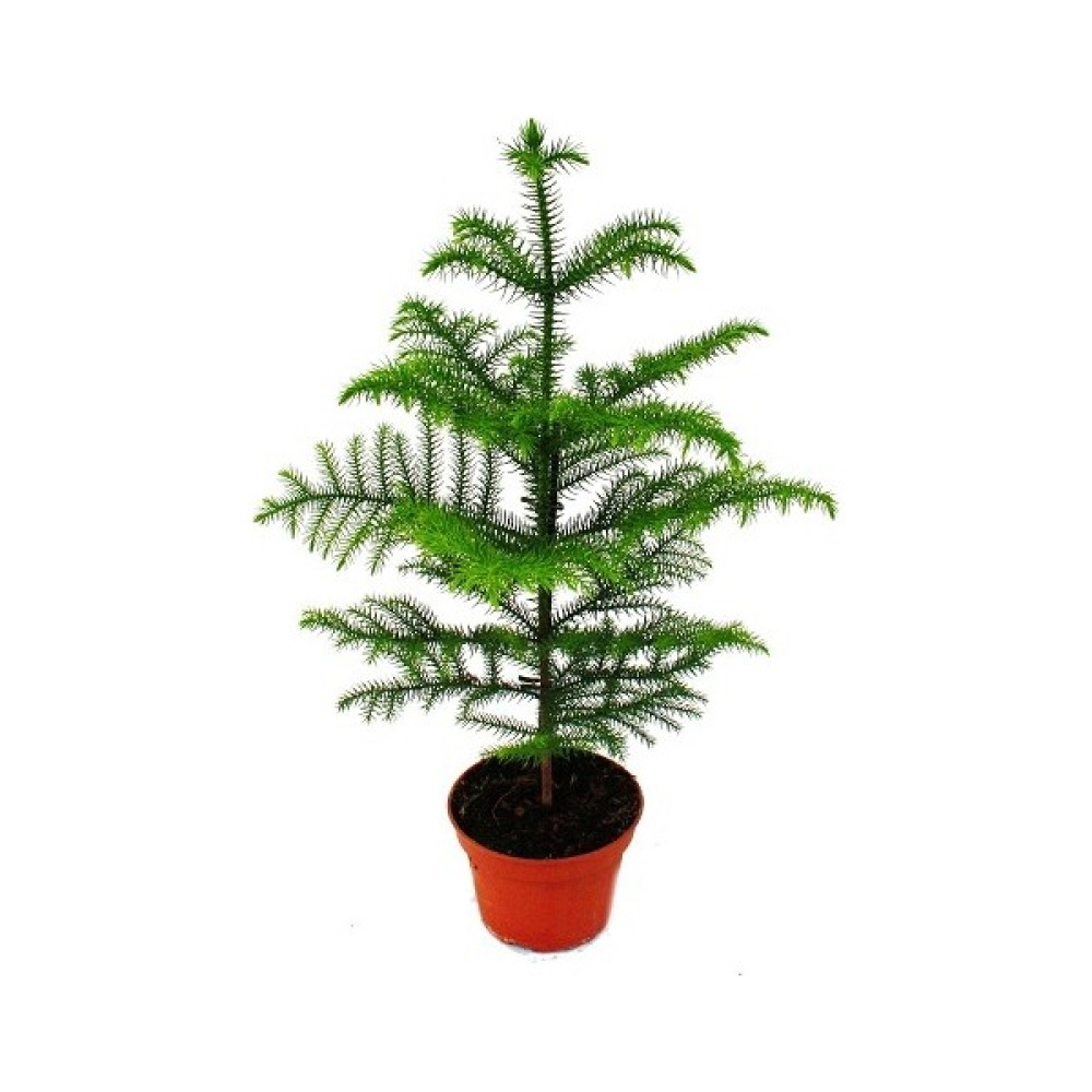 Berceste Peyzaj Salon Çamı Arokarya Araucaria 50-60 cm Ev Bitkisi Ofis Bitkisi Salon Bitkisi Bitki Fiyatı