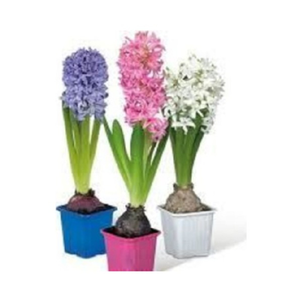 Berceste Peyzaj Sümbül Çiçeği-Hyacinthus- Ev, Ofis, Salon Bitkisi Bitki Fiyatı