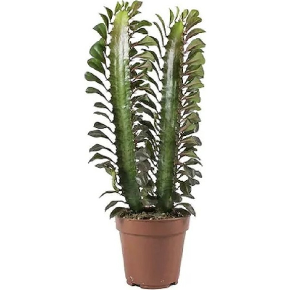 Berceste Peyzaj Süt Ağacı Euphorbia Trigona 20-30 cm Cactus Kaktus Ev Ofis Salon Bitkisi Bitki Fiyatı