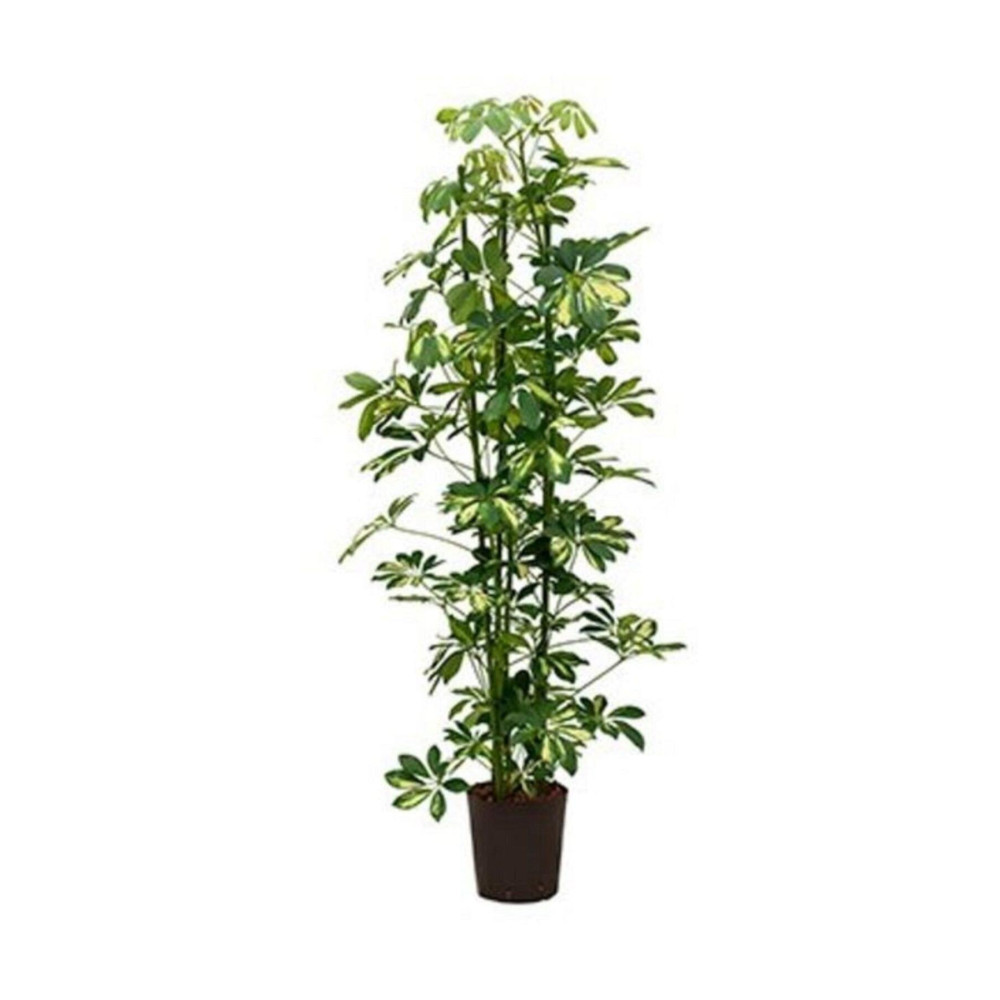 Berceste Peyzaj tasarım Şeflera Bitkisi 110 120 Cm Schefflera Bitkisi 5 Parmak Bitkisi Ev Bitkisi Ofis Bitkisi Salon Bitkisi Dekoratif Bahçe Ürünleri Fiyatı