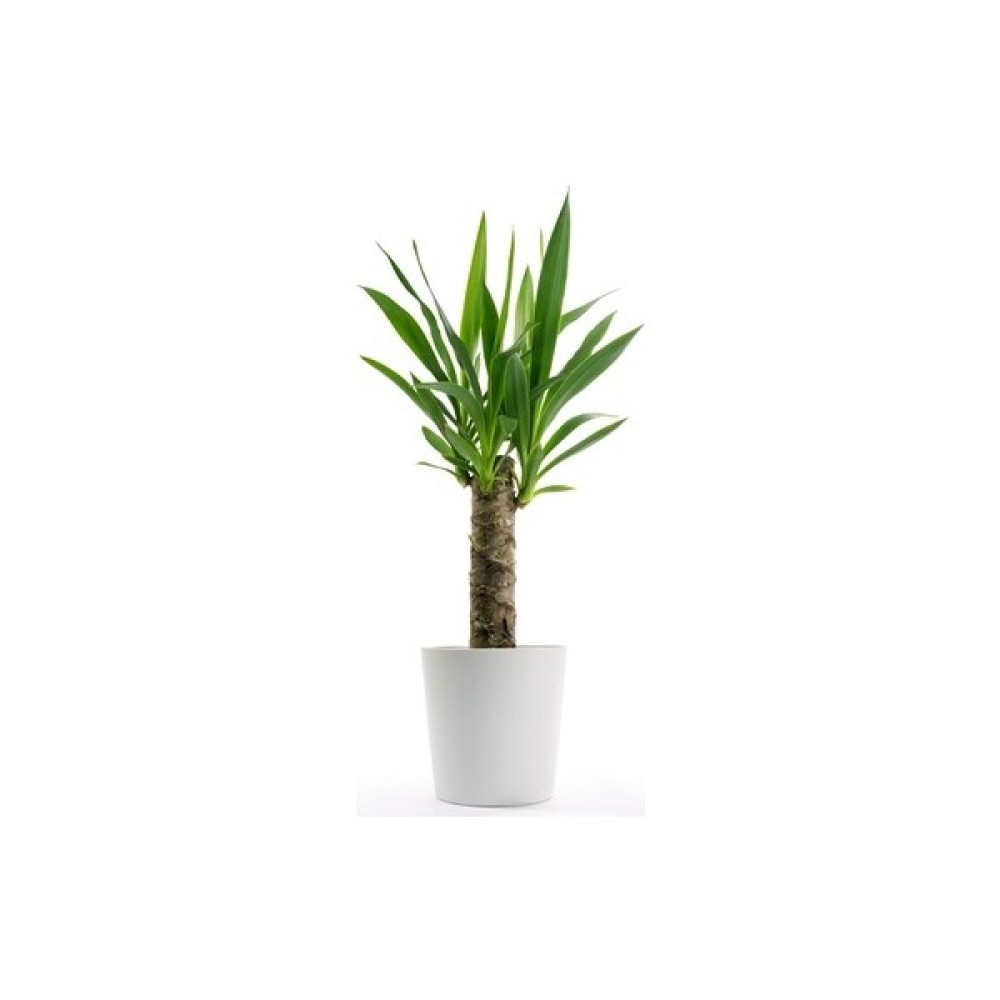 Berceste Peyzaj Yucca Jawel Avize Çiçeği Çelik Gövde 40-50 cm Salon Ev Bitkisi Bitki Fiyatı