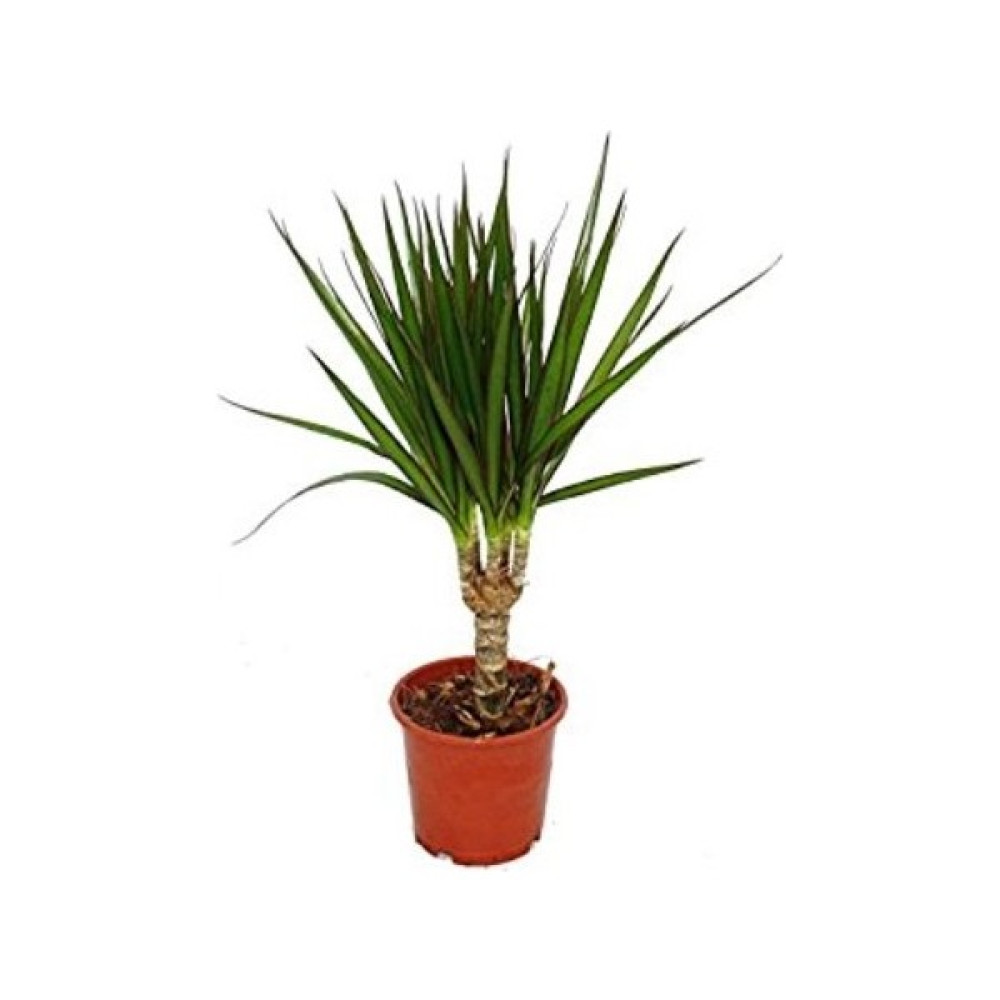 Bercestepeyzaj Dracaena Marginata Bitki Fiyatı