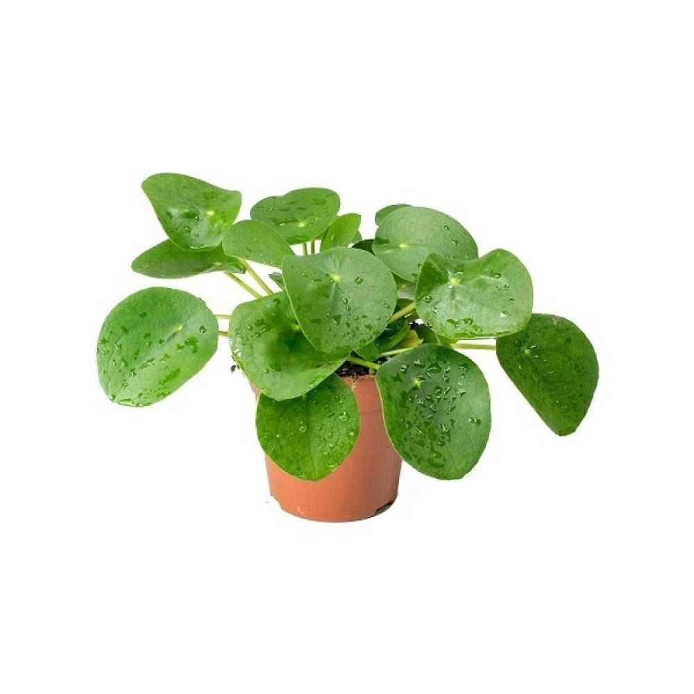 Bercestepeyzaj Pilea Peperomioides-Çin Para Bitkisi Ev Ofis Salon Bitkisi Bitki Fiyatı