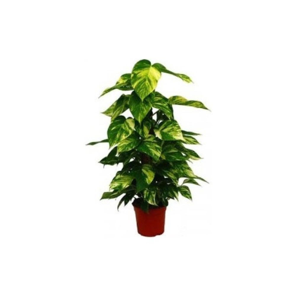 Bercestepeyzaj Potos Sarmaşığı 60 Cm(Evin Havasını Temizleyen Potos Sarmaşığı 60 Cm) Bitki Fiyatı