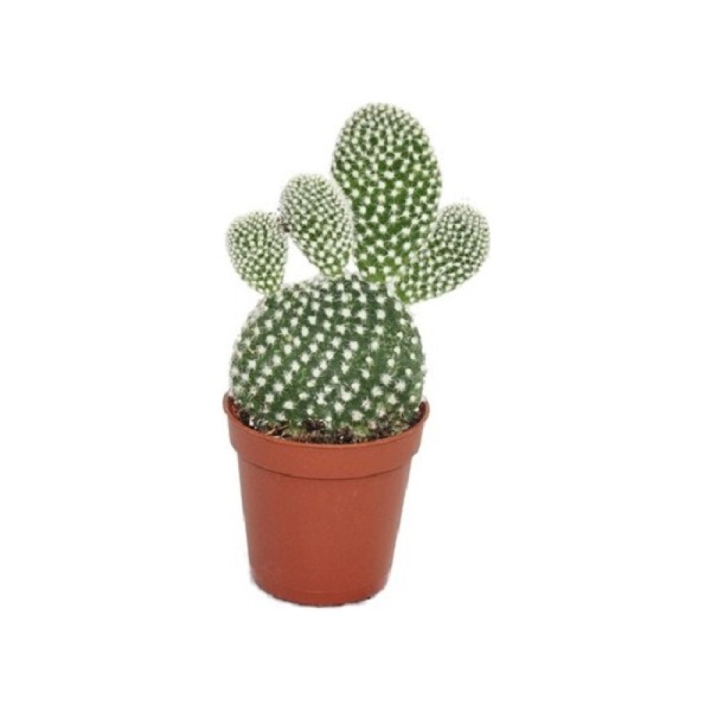 Bercestepeyzaj - Tavşan Kaktüs Cactus Beyaz Dikenli Opuntia Microdays Albata 5,5 Cm Saksıda, Kaktüs, Cactus, Teraryum, Succulent Bitki Fiyatı