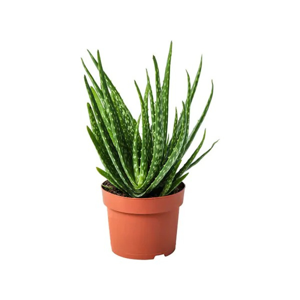 Berke Fidancılık Aloevera Fidan Fiyatı