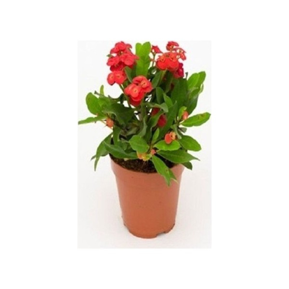 Berke Fidancılık İthal Kırmızı Euphorbia Milli / Dikenler Tacı Saksıda Büyük Boy Fidan Fiyatı