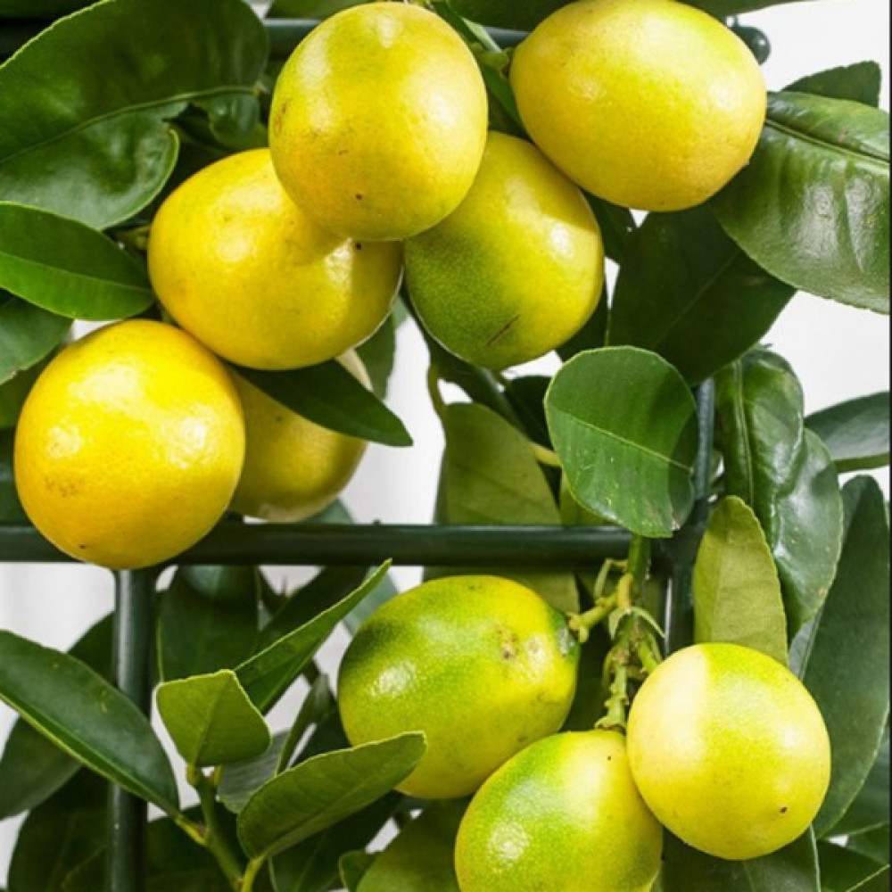 Berke Fidancılık Limon Kamkat (Limequat--Yeni Ürün!!!) Ürün Sınırlı Stok (Stok 10 Adet) Fidan Fiyatı