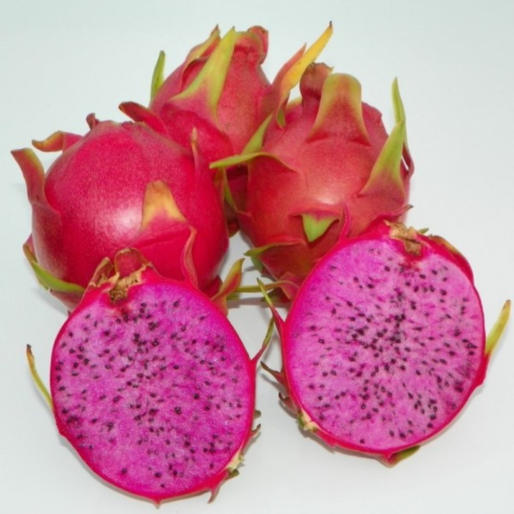 Berke Fidancılık Pitaya-Ejder Meyvesi Özel Tür Condor (Sınırlı Stok Kaçırma.) Fidan Fiyatı