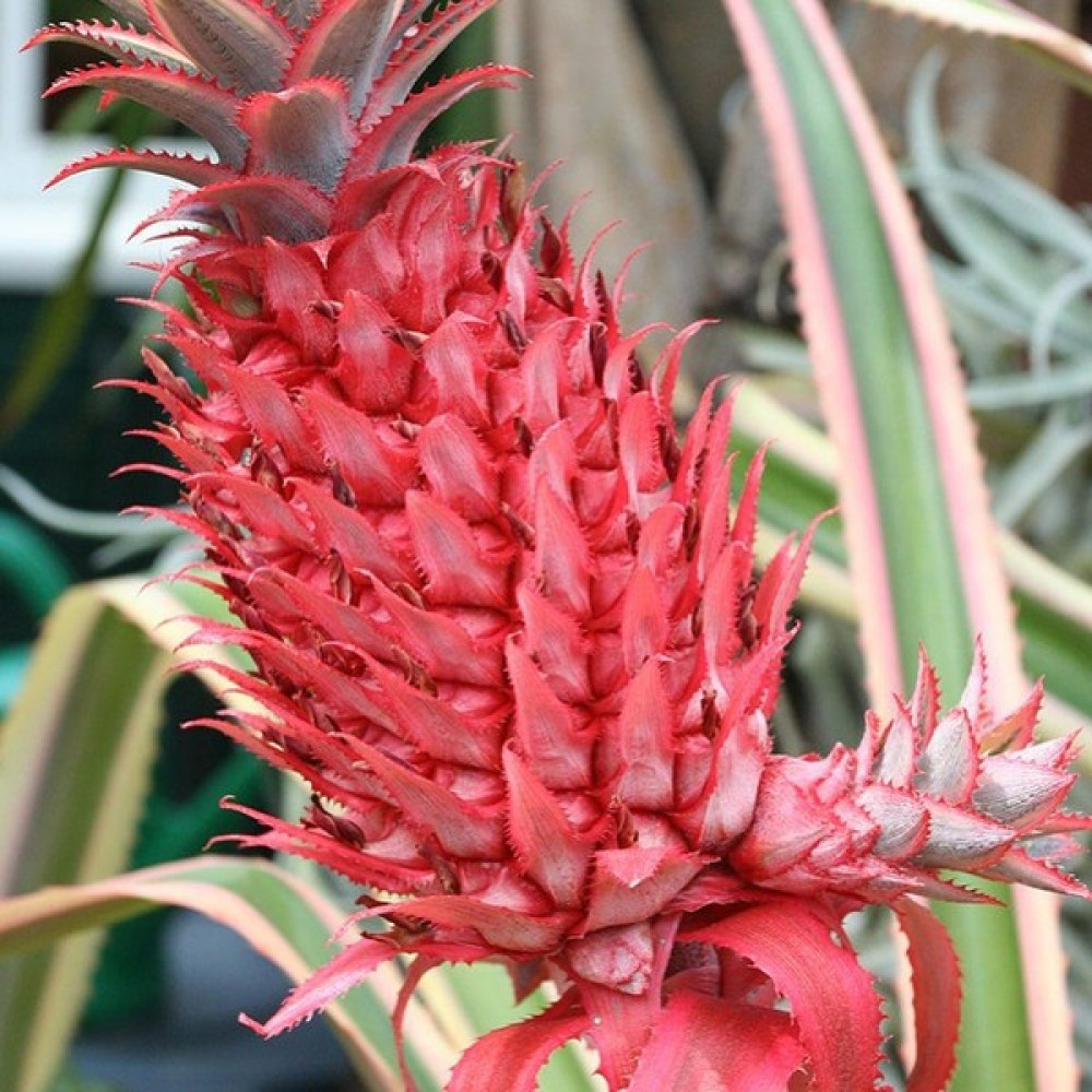 Berke Fidancılık Saksıda Pembe Ananas Meyvesi Fidanı (Çok Özel) Fidan Fiyatı