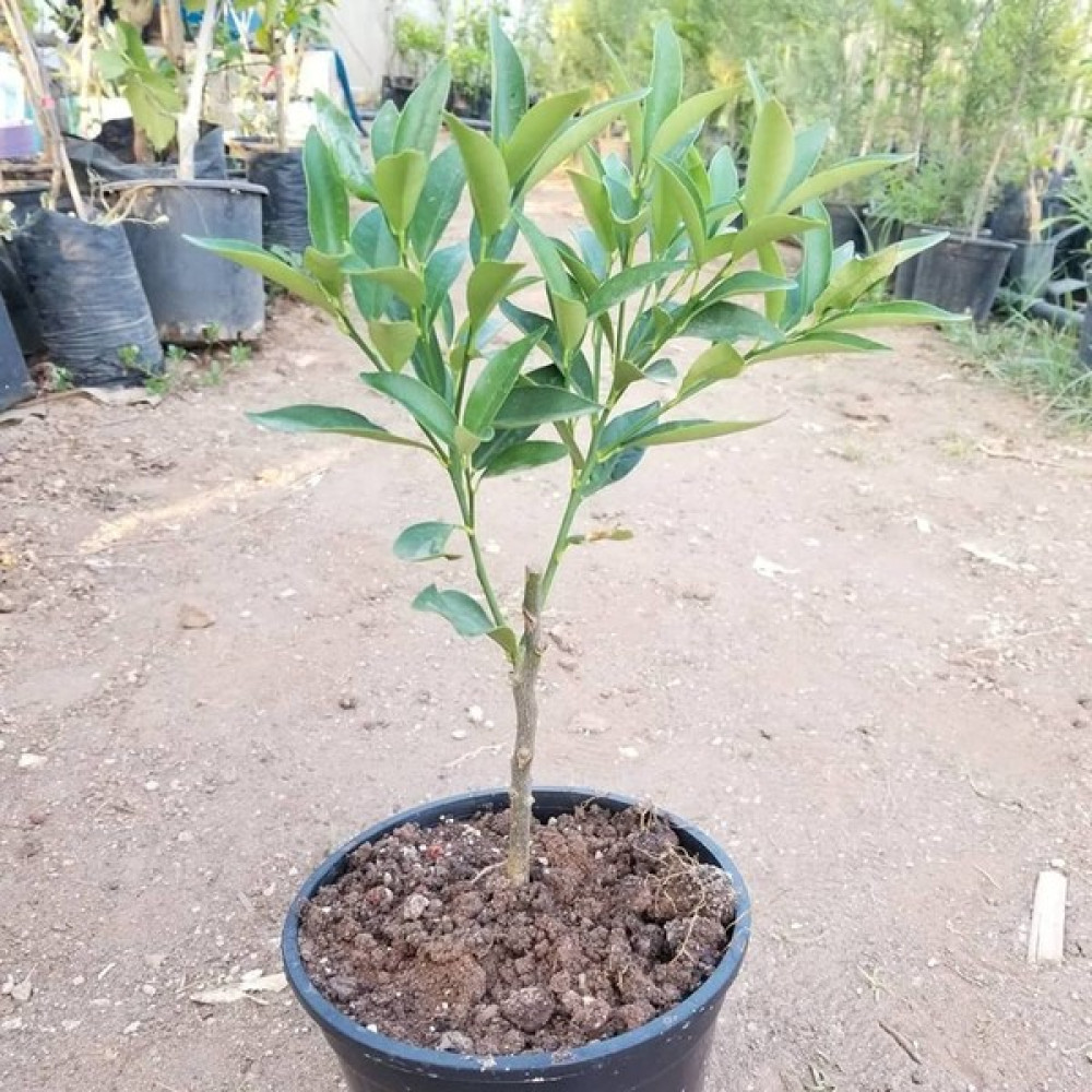 Berke Fidancılık Saksılı Ultra Bodur Kamkat Fidanı 20-30 Cm Aşılı 2 Yaş Fidan Fiyatı