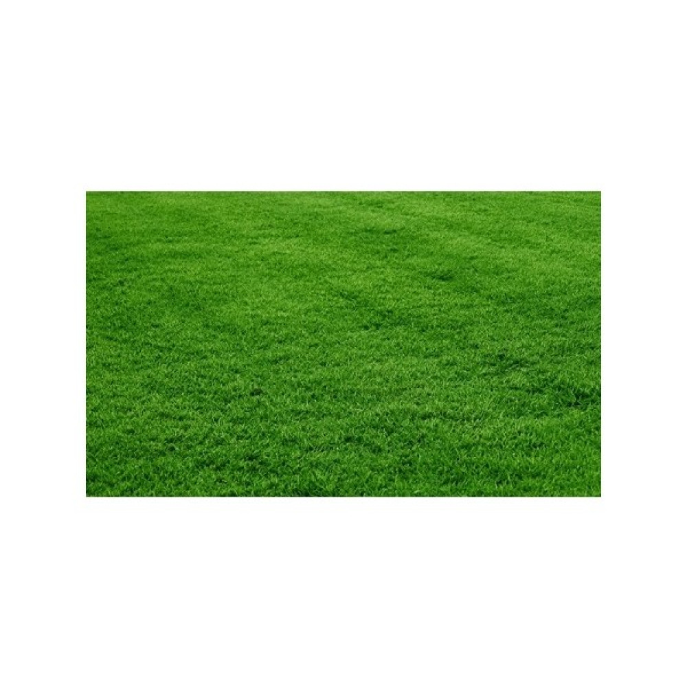 Bermuda Grass Çim Tohumu 1 Kg Tohum Fiyatı