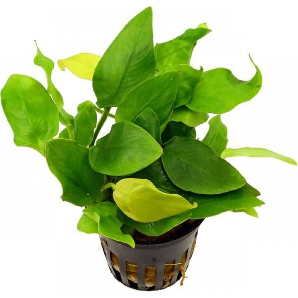 Betta Didyma Anubias Nana 1kök (4-6 Yaprak) Akvaryum Bitkisi Evcil Hayvan Ürünleri Fiyatı
