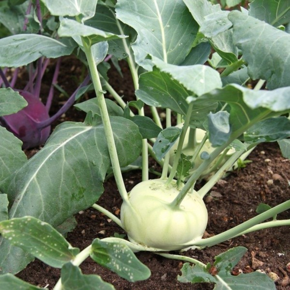 Beybaharat + 20 Adet Alabaş Tohumu + Sürpriz Tohum Tohum Fiyatı
