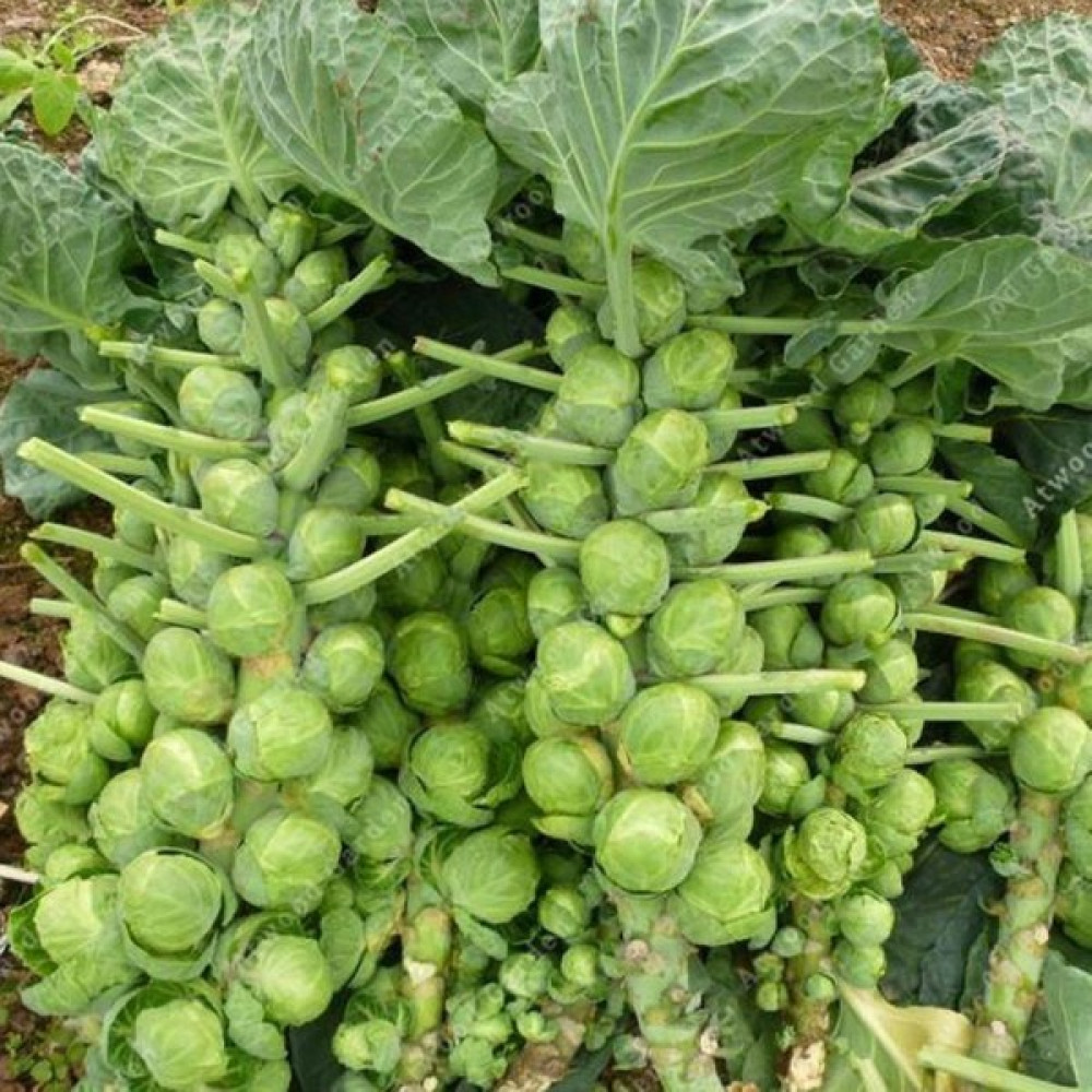Beybaharat + 20 Adet Brüksel Lahanası Tohumu + Sürpriz Tohum Tohum Fiyatı