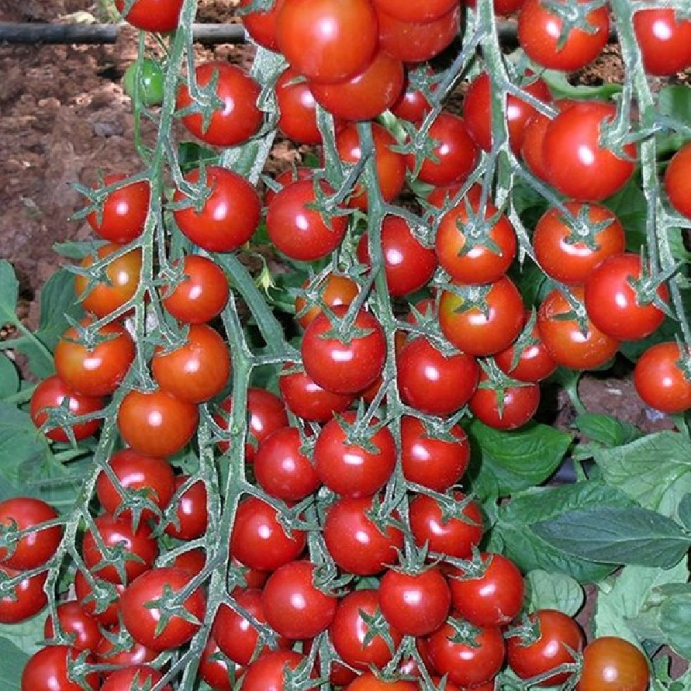 Beybaharat + 20 Adet Chery Domates Çeri Tohumu + Sürpriz Tohum Tohum Fiyatı