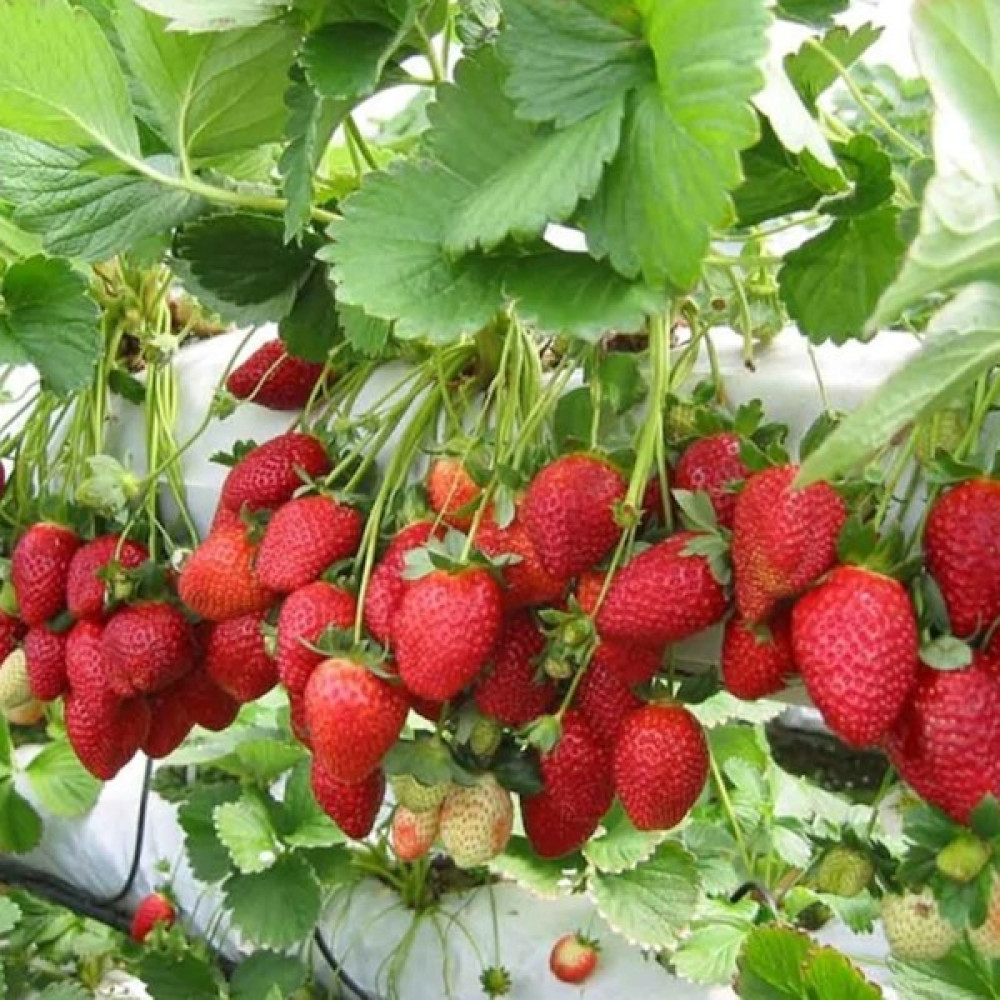 Beybaharat + 20 Adet Çilek Tohumu + Sürpriz Tohum Tohum Fiyatı