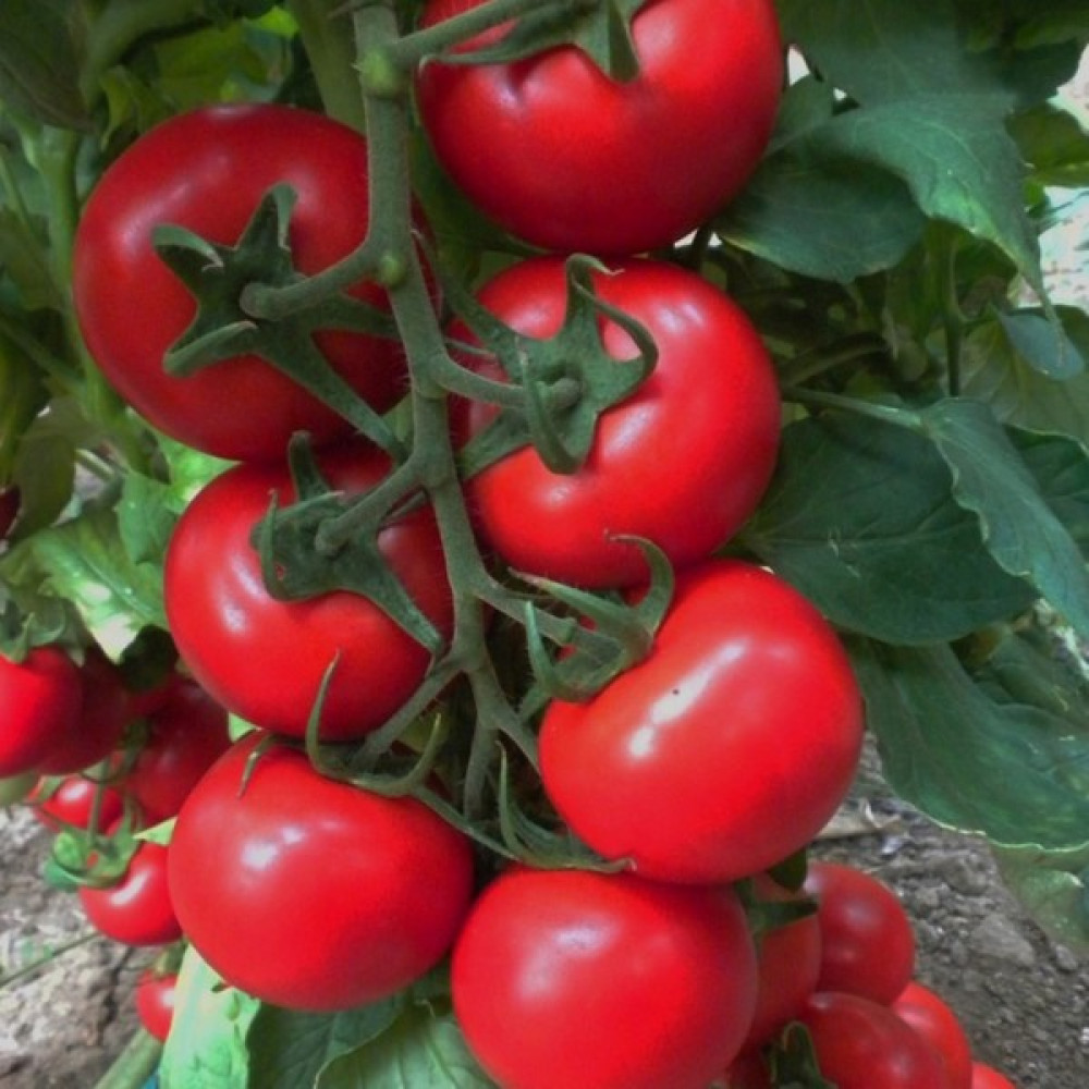 Beybaharat + 20 Adet Domates Sırık Işık F1 Tohumu + Sürpriz Tohum Tohum Fiyatı