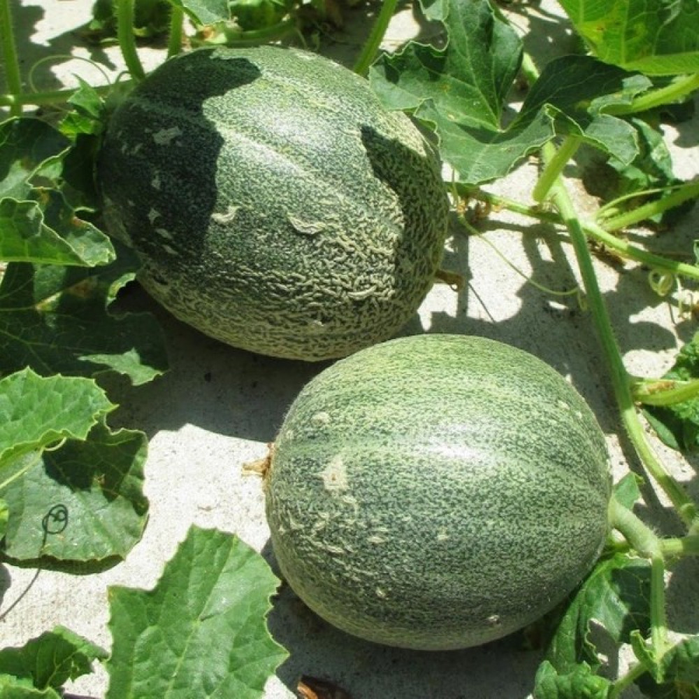 Beybaharat + 20 Adet Hasanbey Kavun Tohumu + Sürpriz Tohum Tohum Fiyatı