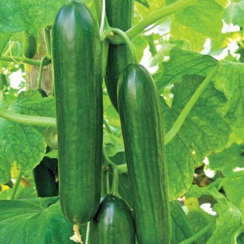 Beybaharat + 20 Adet Hıyar Salatalık Beith Alpha Tohumu + Tohum Tohum Fiyatı