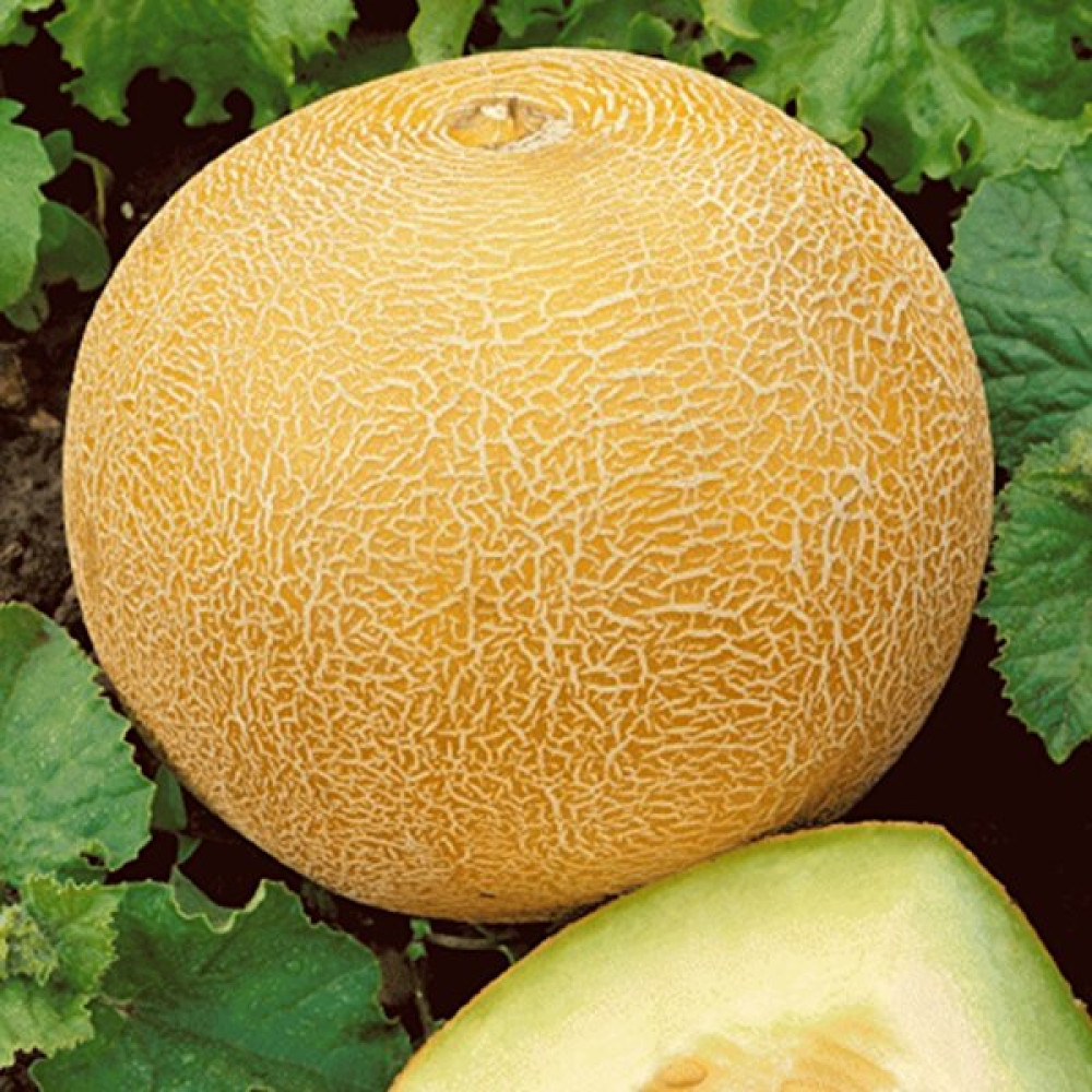 Beybaharat + 20 Adet Kavun Ananas Tohumu + Sürpriz Tohum Tohum Fiyatı