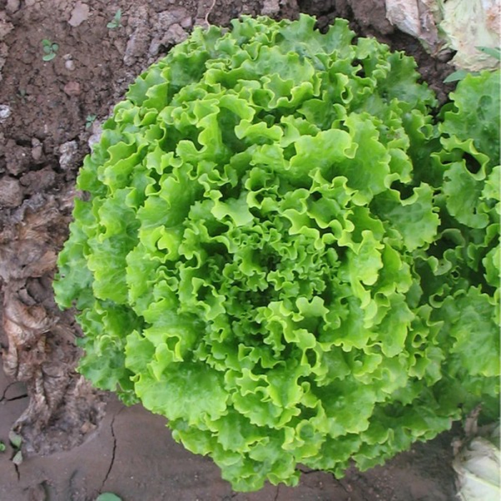 Beybaharat + 20 Adet Kışlık Kıvırcık Marul Tohumu + Sürpriz Tohum Tohum Fiyatı