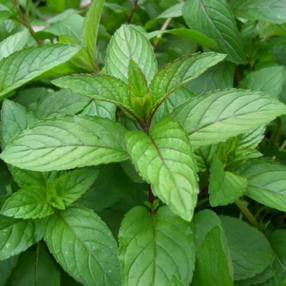 Beybaharat + 20 Adet Nane Tohumu + Sürpriz Tohum Tohum Fiyatı