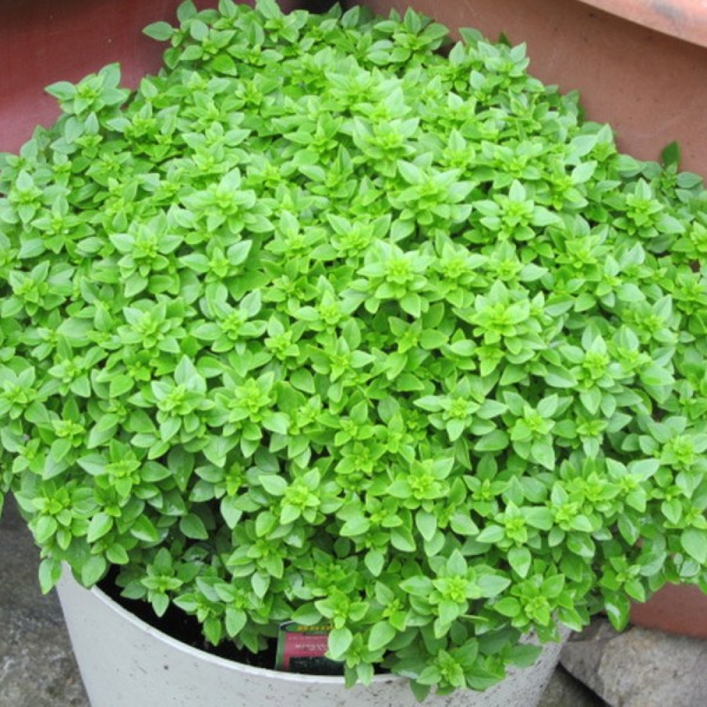 Beybaharat + 20 Adet Top Reyhan Fesleğen Geniş Yaprak Tohumu + Tohum Tohum Fiyatı