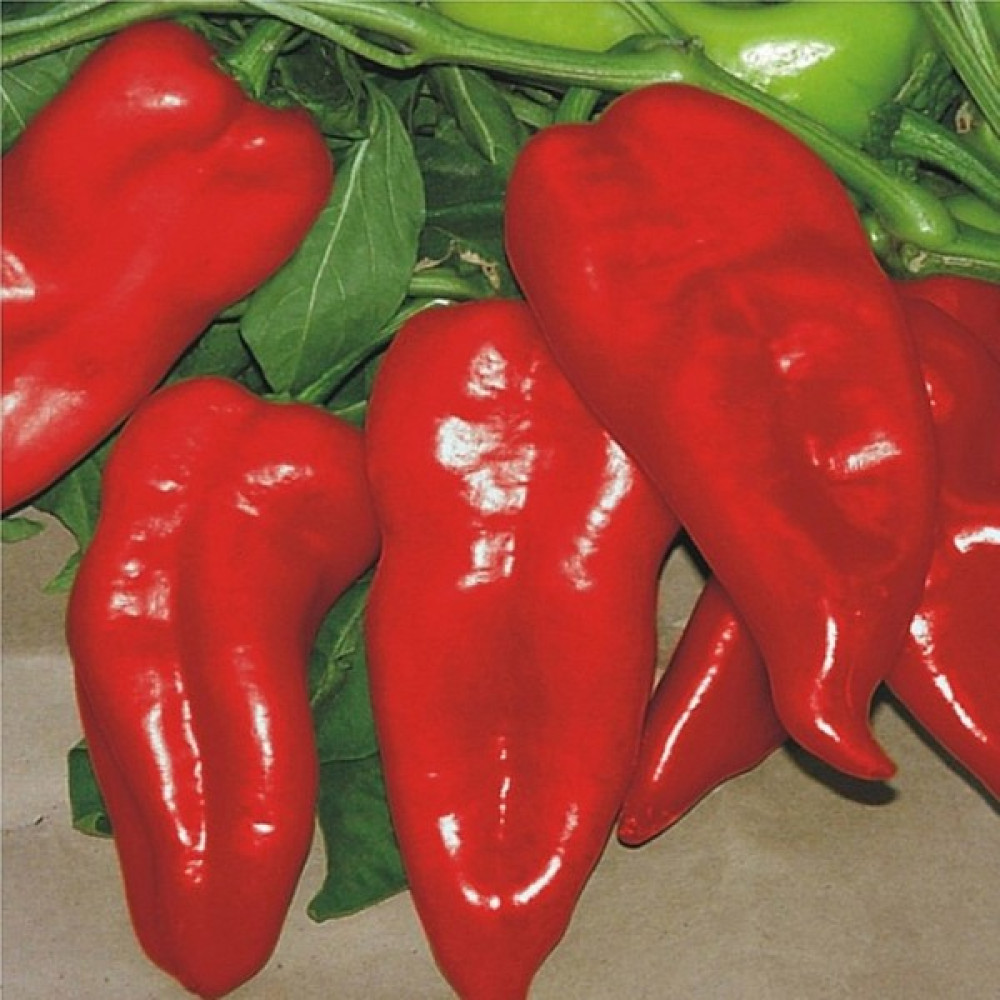 Beybaharat + 20 Adet Yağlık Kapya Biber Tohumu + Sürpriz Tohum Tohum Fiyatı