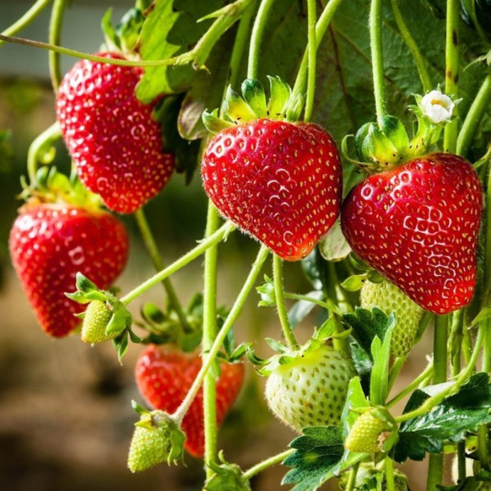 Beybaharat + 20 Adet Yediveren Çilek Tohumu + Sürpriz Tohum Tohum Fiyatı