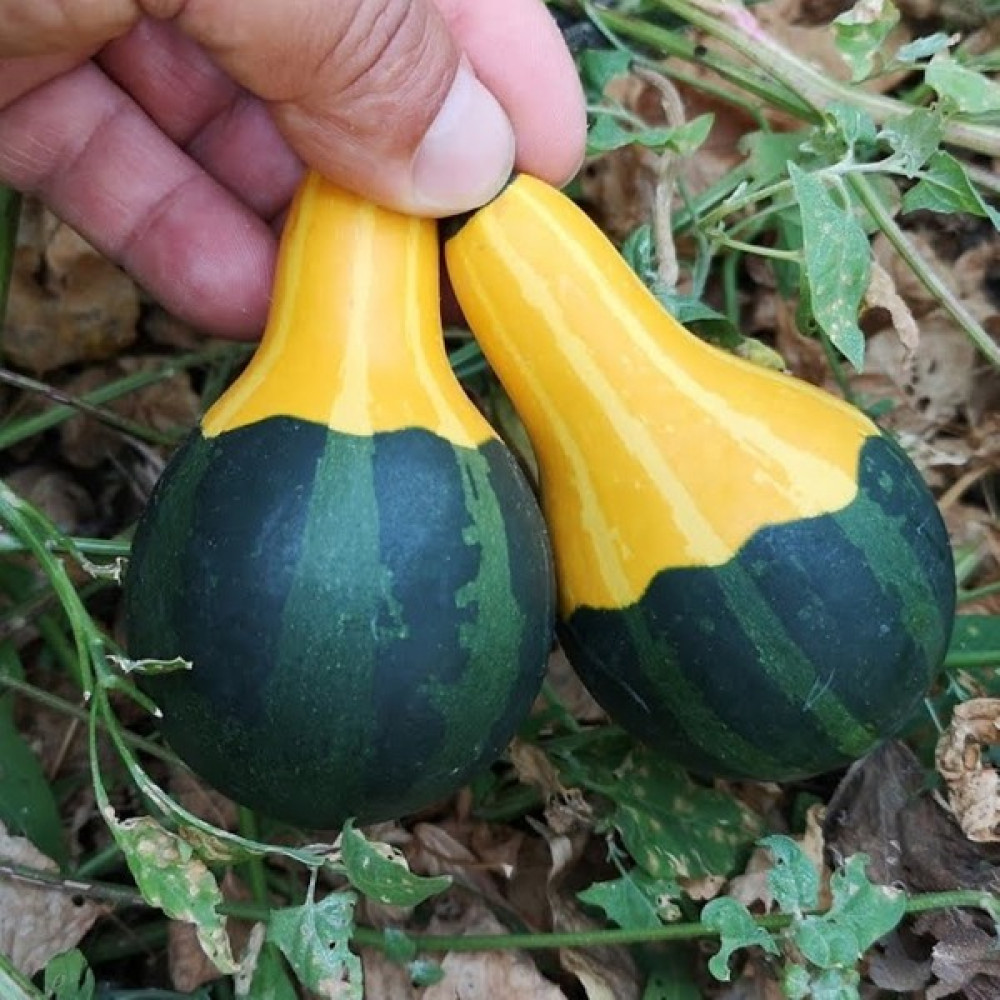Beybaharat + 5 Adet Süs Kabağı Tohumu + Sürpriz Tohum Tohum Fiyatı