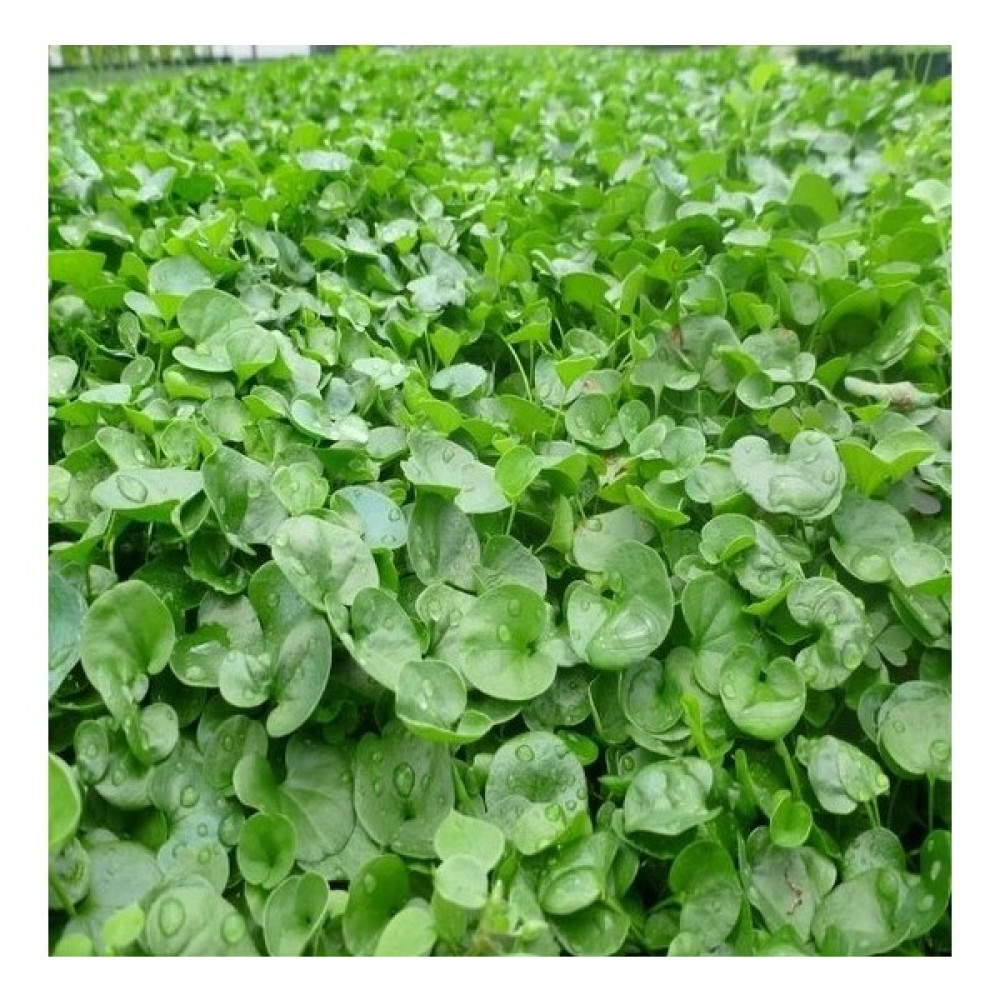 Bezirgan Fare Kulağı Çim Tohumu - 250 gr Tohum Fiyatı