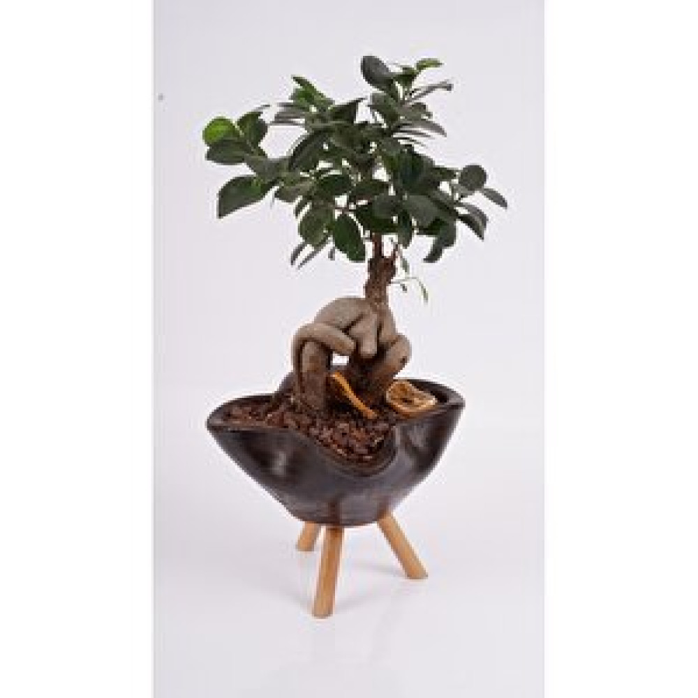Bi Kaktüs Dünyası Ayaklı Saksıda Bonsai Bitki Fiyatı