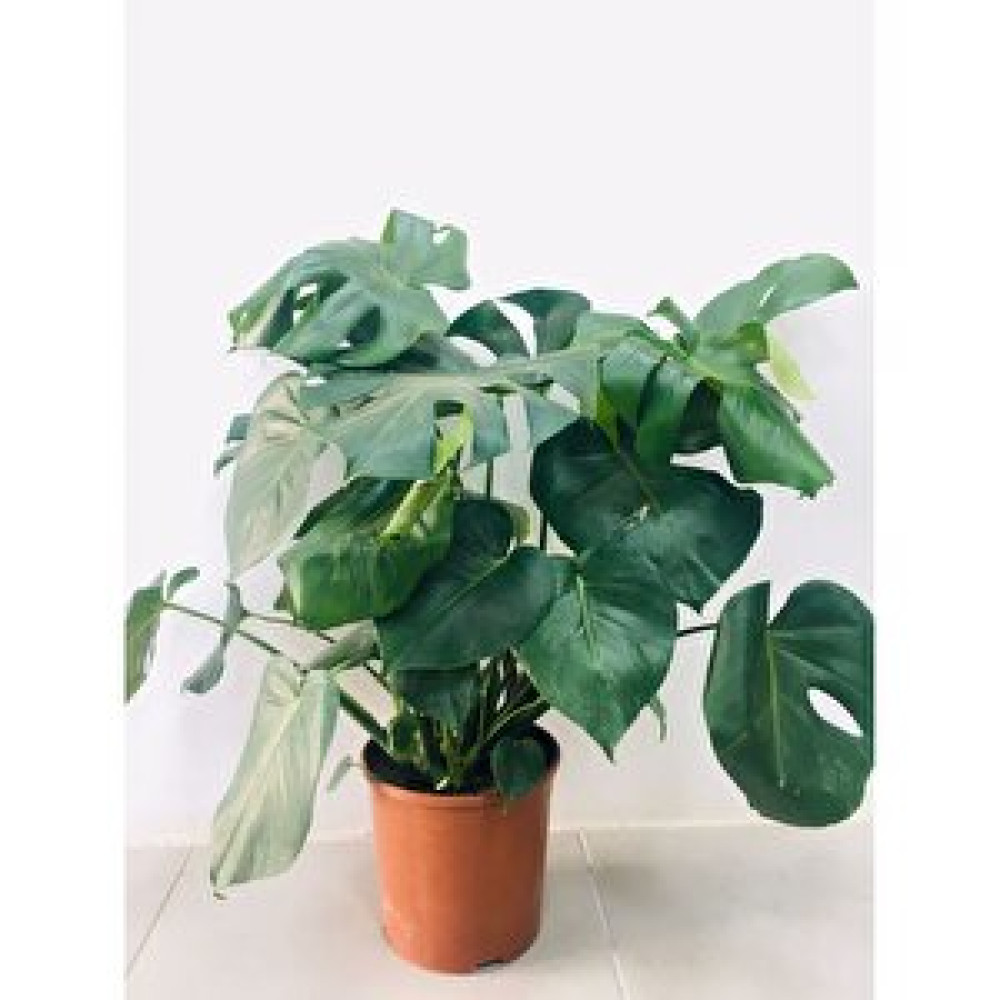Bi Kaktüs Dünyası Monstera (deve Tabanı) Bitki Fiyatı