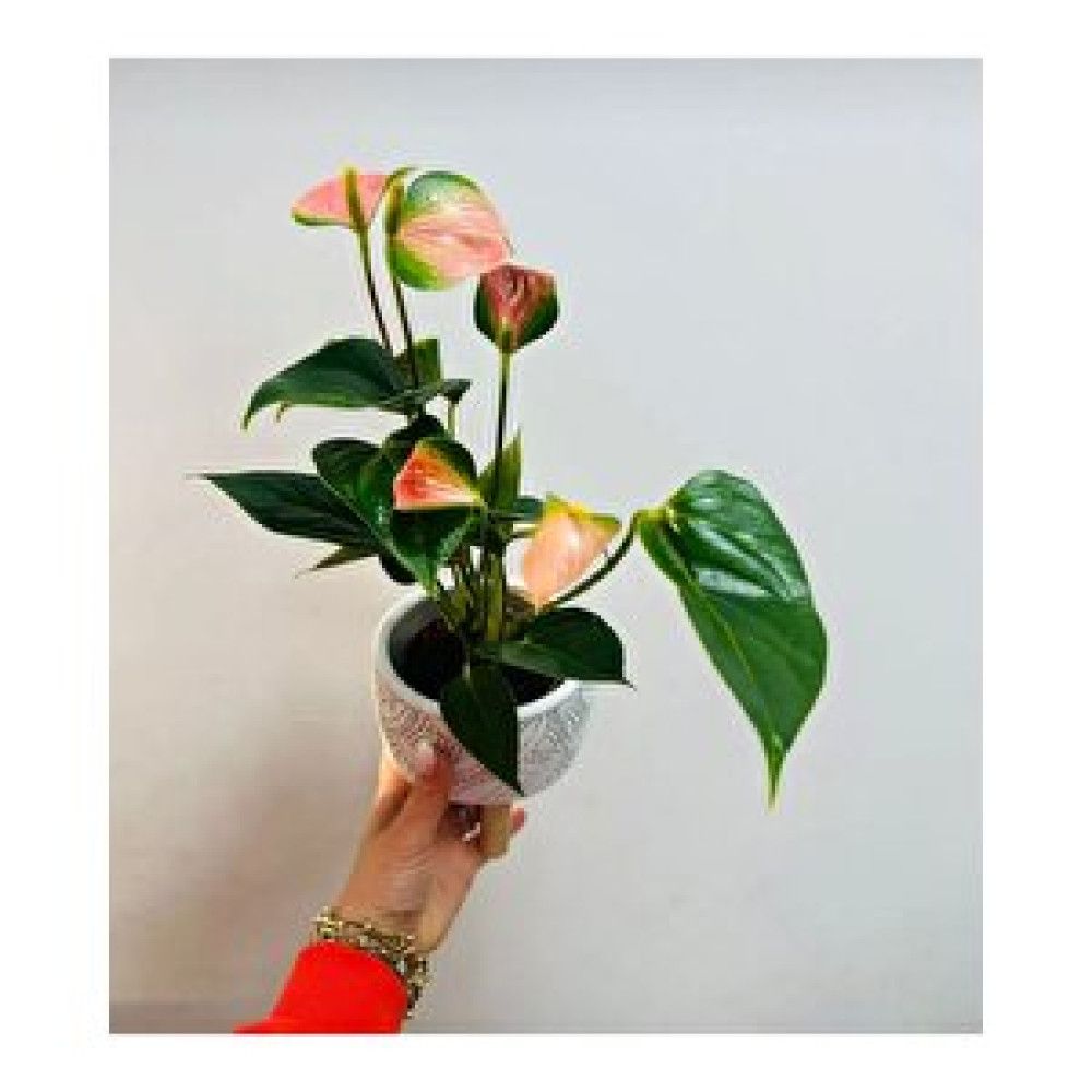 Bi Kaktüs Dünyası Pembe Anthurium Bitki Fiyatı