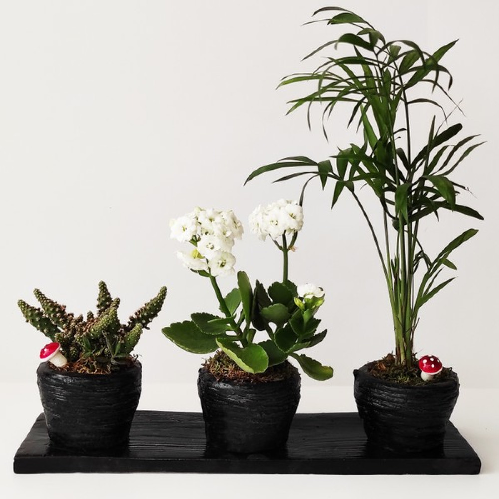 Biblo Evreni Trio Fincan Saksıda Kaktüs, Kalanchoe ve Chamadora Set Hediyelik Eşya Fiyatı