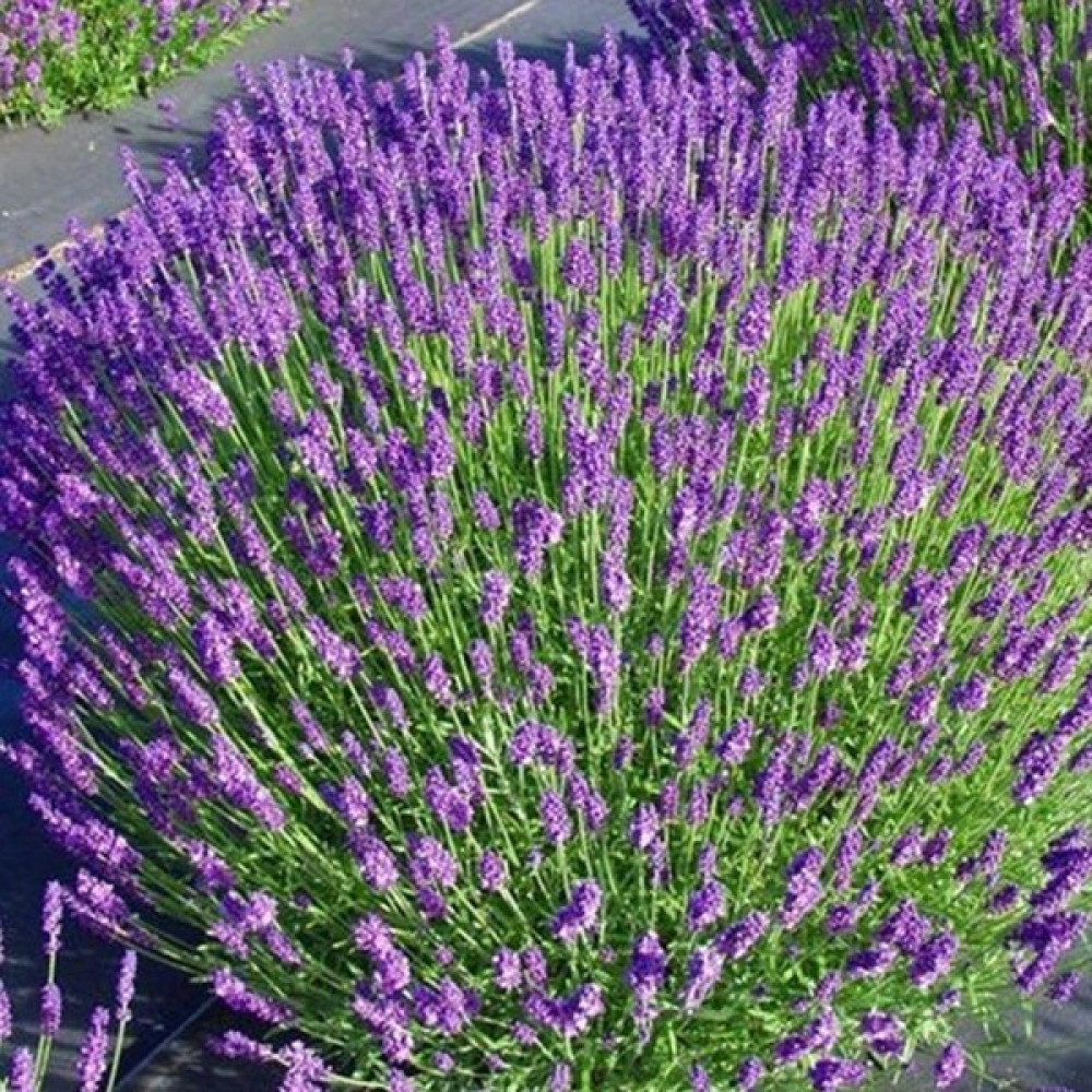 Bilgarden Munstead Strain Bodur Ingiliz Lavanta Çiçeği Tohumu (95 Tohum) - 1 Adet Tohum Fiyatı