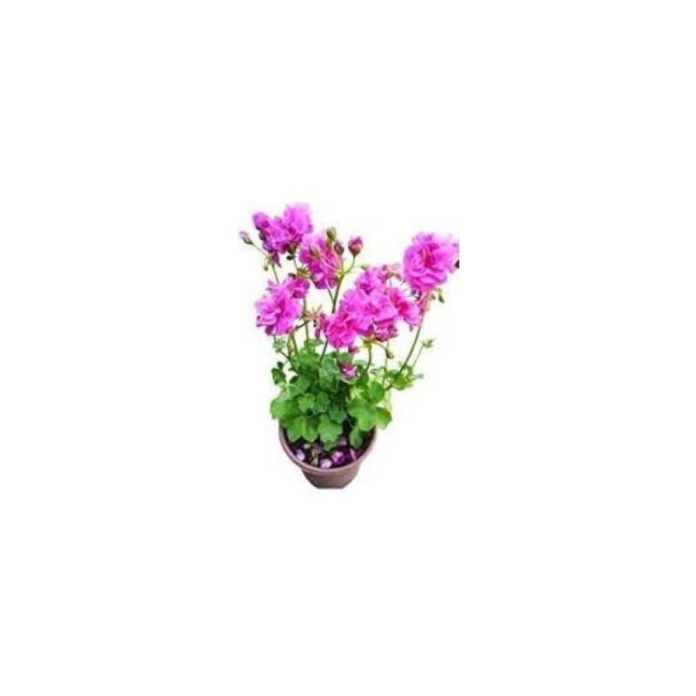 Biorganix Alacalı Pembe Sakız Sardunya 10-20 cm Bitki Fiyatı