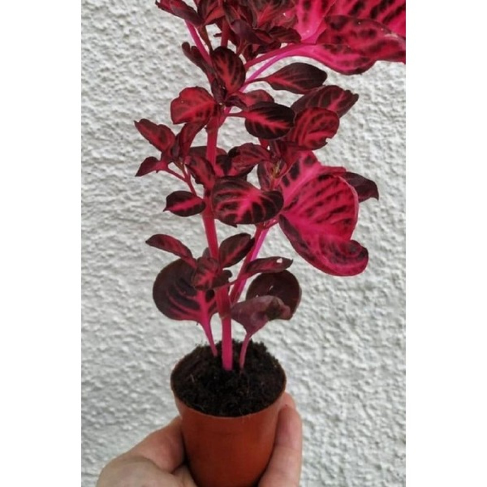 Biorganix Cingene Çingene Şalvarı Bitkisi Iresine Herbstii 8.5 cm Saksida - Yok Bitki Fiyatı