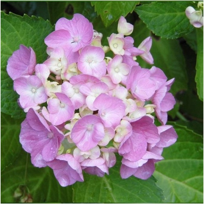 Biorganix Eflatun Ortanca Fidanı Hydrangea Mocnophylla 10-20 cm SSD / Solid State Drive Fiyatı