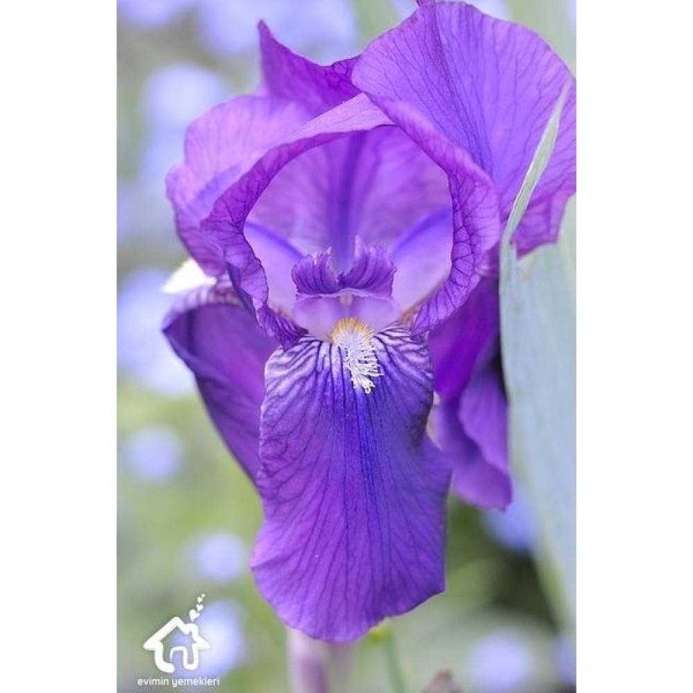 Biorganix Kabristan Mezarlık Için Saksılı Mor Zambak Çiçeği 20-40 cm Lilium - Yok Bitki Fiyatı