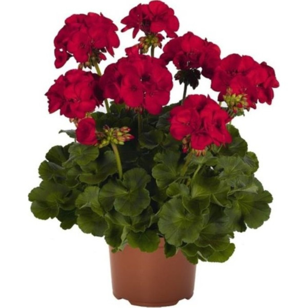 Biorganix Koyu Kırmızı Sardunya Çiçeği Fidanı 10-20 cm Bitki Fiyatı