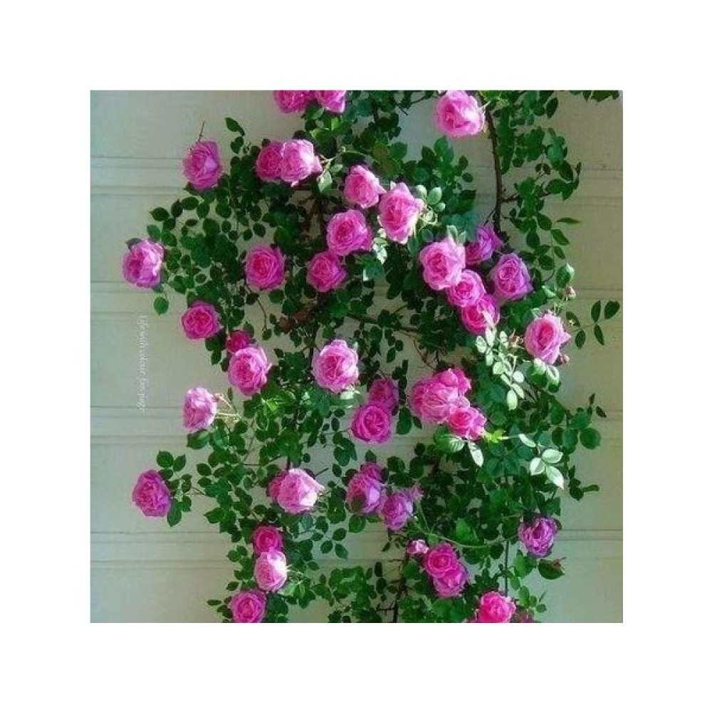 Biorganix Koyu Pembe Yediveren Sarmaşık Gül Fidanı 20-40 Cm Bitki Fiyatı