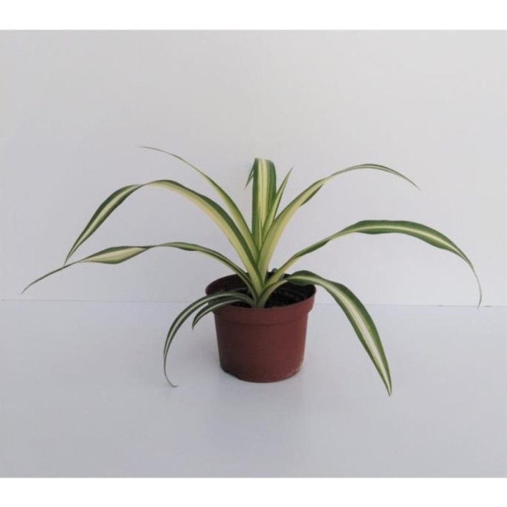 Biorganix Kurdele Çiçeği 1 Adet Chlorophytum Kurdela Çiçeği Salon Bitkisi Salon Çiçeği Iç Mekan Süs Bitkisi - cvb Bitki Fiyatı