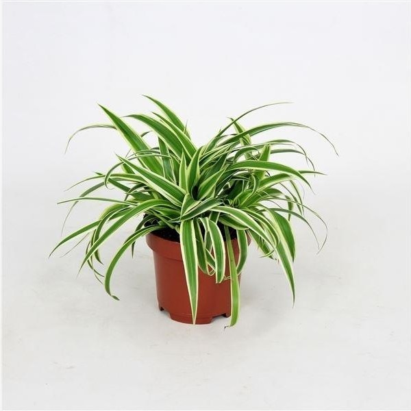 Biorganix Kurdele Kordele Çiçeği 10-20 cm Chlorophytum Comosum SSD / Solid State Drive Fiyatı