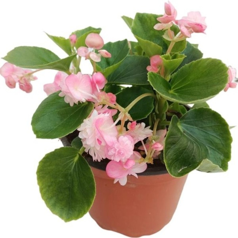 Biorganix Life Pembe Renk Begonya Çiçeği 10-20 cm Bitki Fiyatı