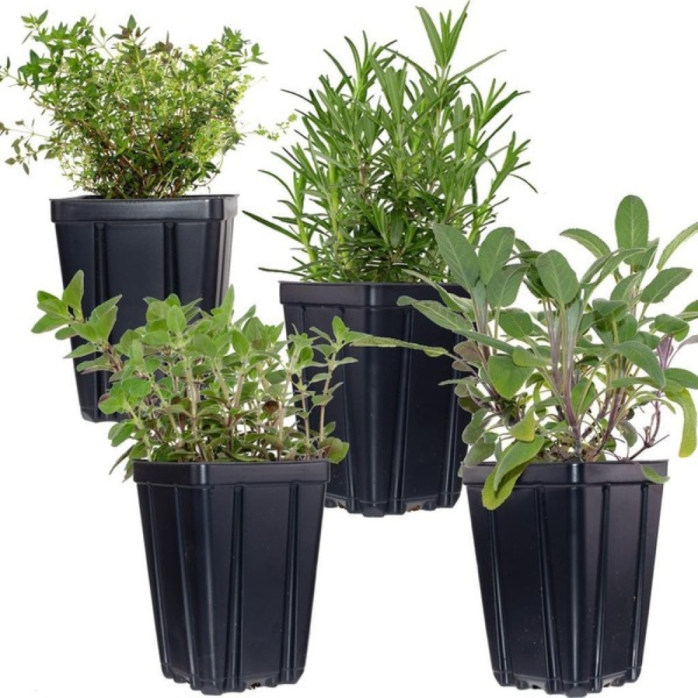 Biorganix Life Saksılı Kekik Biberiye Ikili Set 10-20 cm Fidan Fiyatı