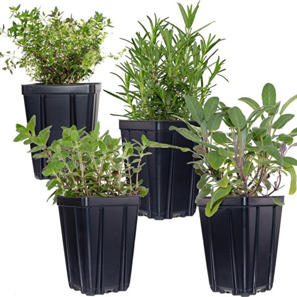 Biorganix Life Saksılı Kekik Itır Ikili Set 10-20 cm Bitki Fiyatı