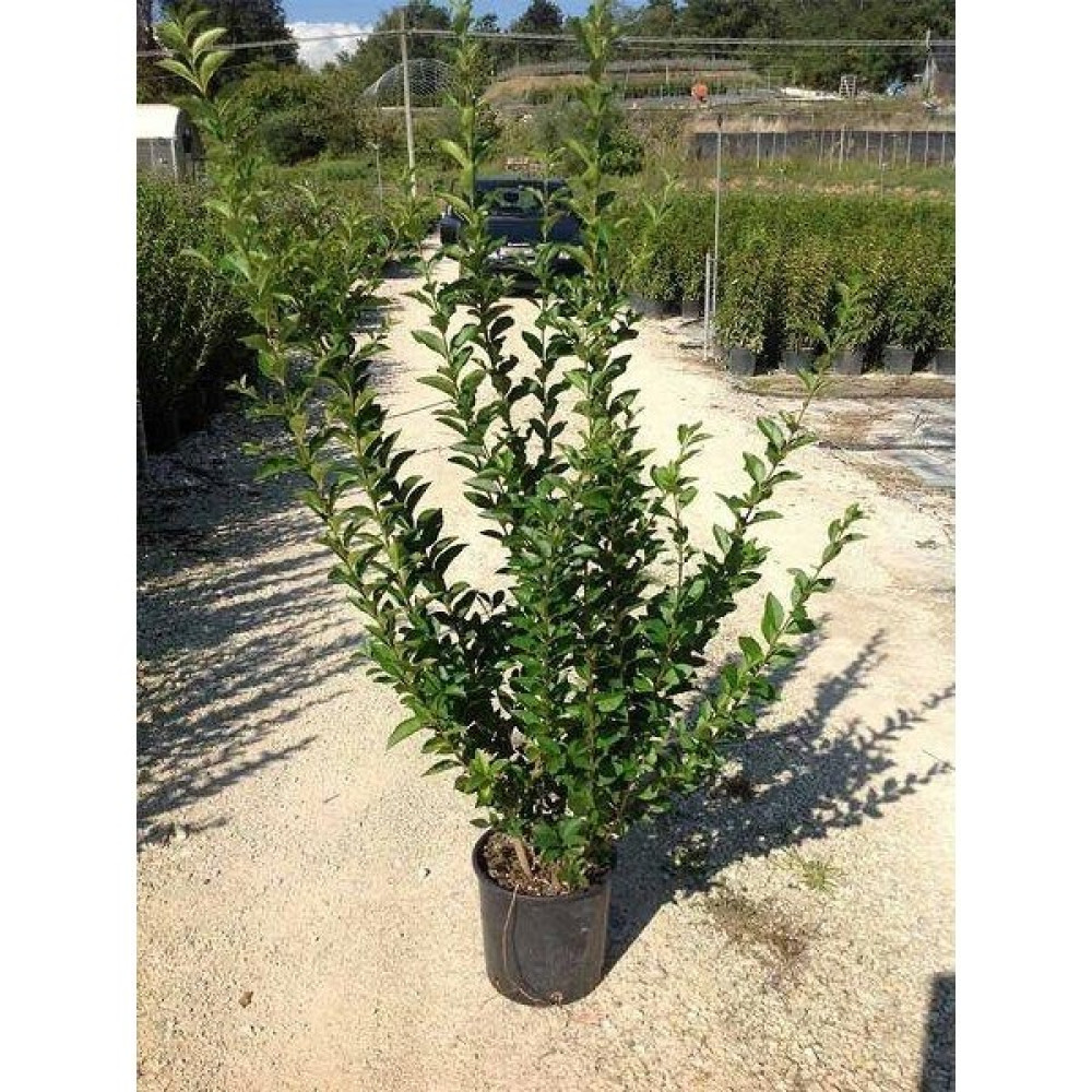 Biorganix Ligüstrüm Lüküstürüm Ligustrum Japonica Kurtbağrı Fidanı 40- 80 cm Bitki Fiyatı