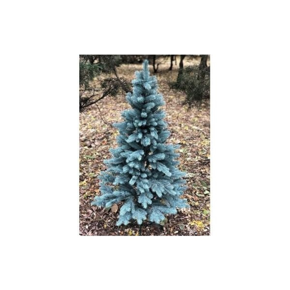 Biorganix Mavi Ladin Çam Fidanı 35-45 cm Picea Pungens Hoopsii - Yok Bitki Fiyatı